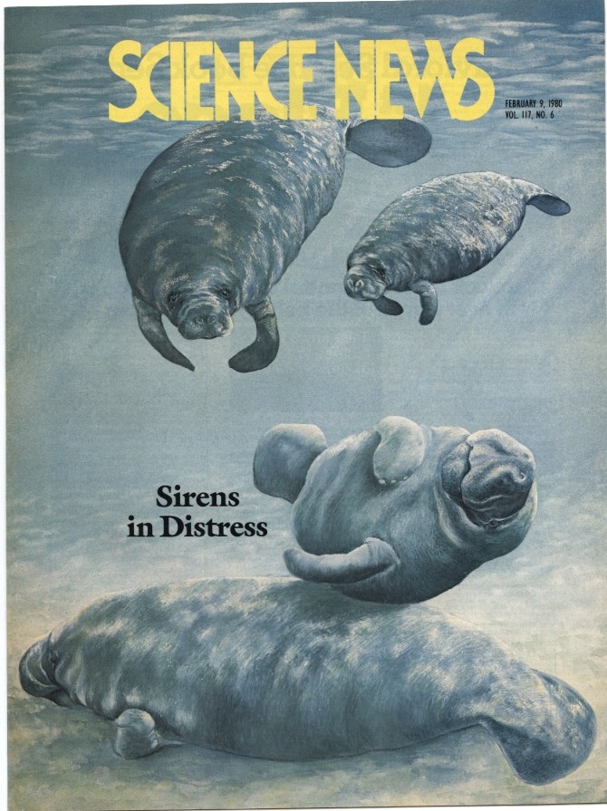 Science News February 9 1980 Sirens In Distress Manatees