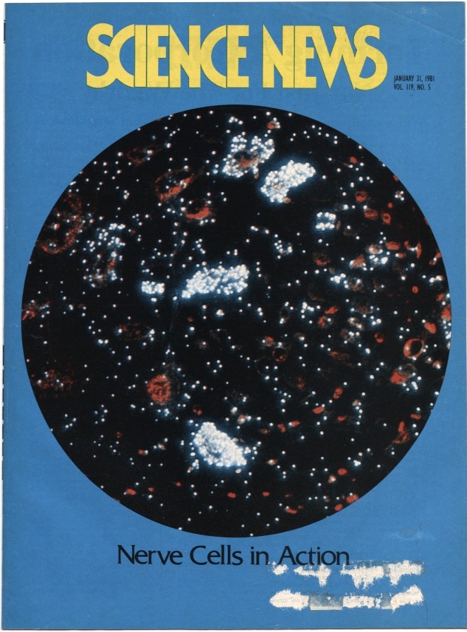 Science News January 31 1981 Studying Brain Cells