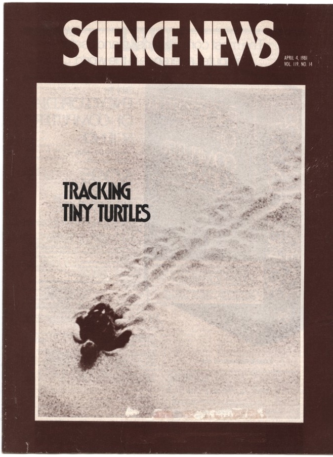 Science News April 4 1981 Research on loggerhead turtles