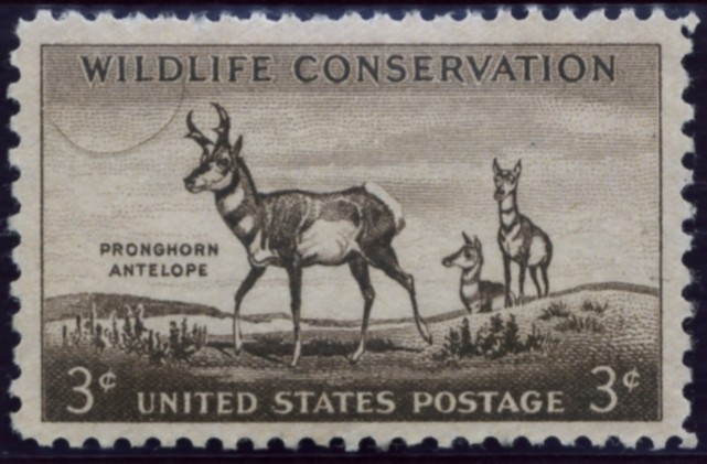 Scott 1078 3 Cent Stamp Wildlife Conservation Pronghorn Antelope