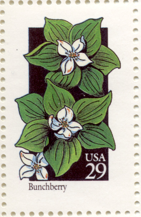 Scott 2675 Wildflowers Bunchberry 29 Cent Stamp